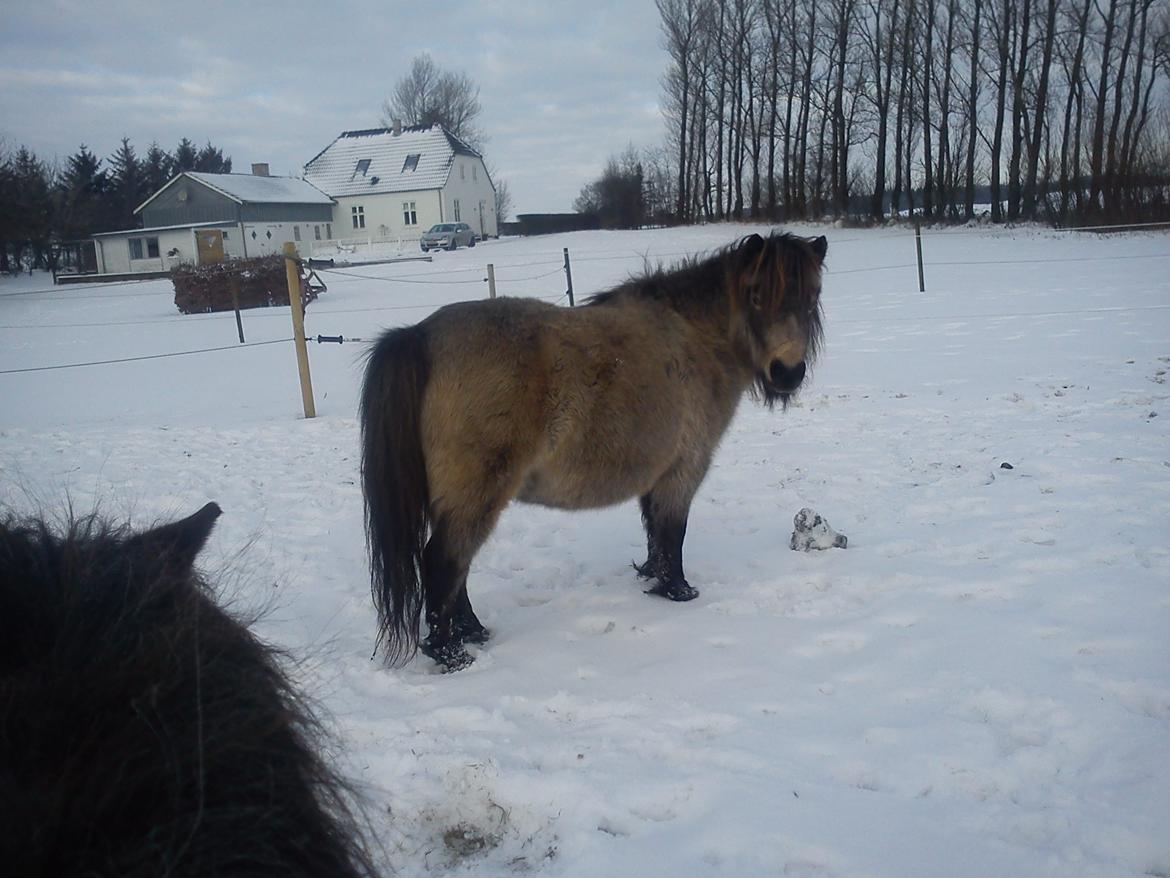 Shetlænder No Shadow of a doubt. - Midt december 2012 billede 19