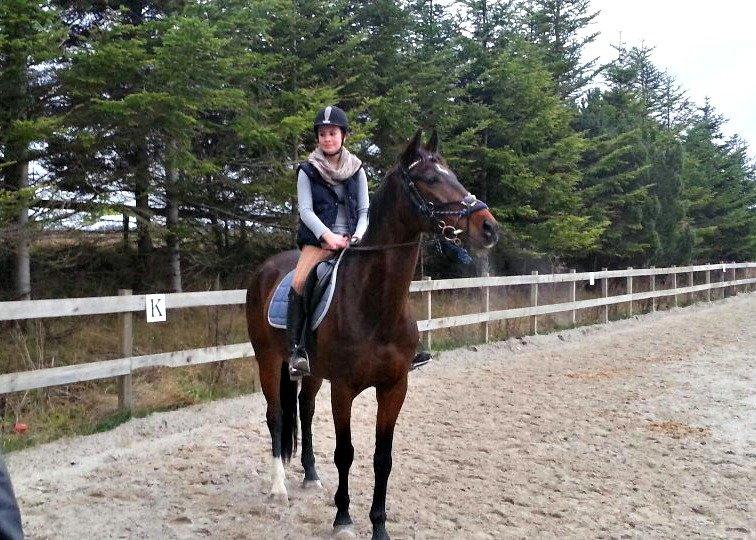 Tjekkisk Varmblod  Kusaj - Da vi prøvede ham <3 billede 8