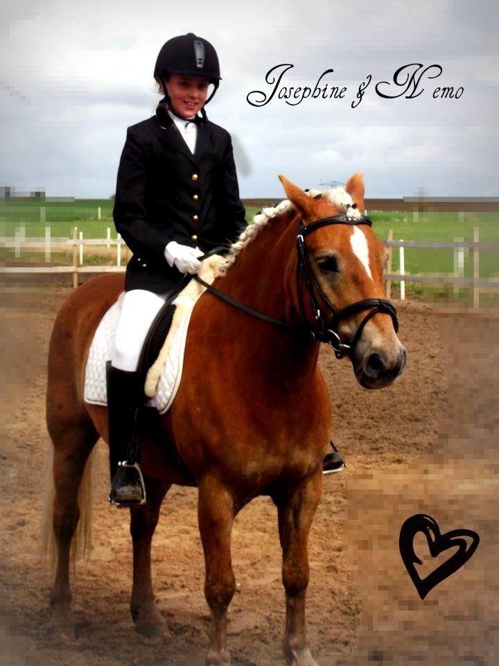 Anden særlig race Nemo Bit - Nemo og Jose til stævne/ opvarmning sommer 2012 billede 1