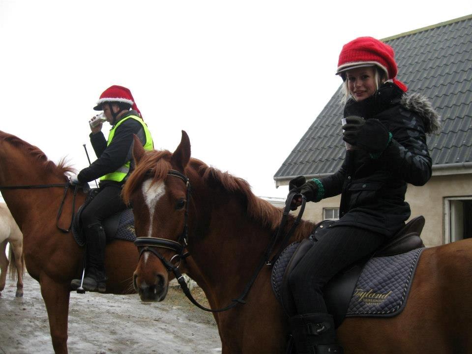 Anden særlig race Potter (Rideskole hest) - Velkommen til Potters profil. :-)  billede 1