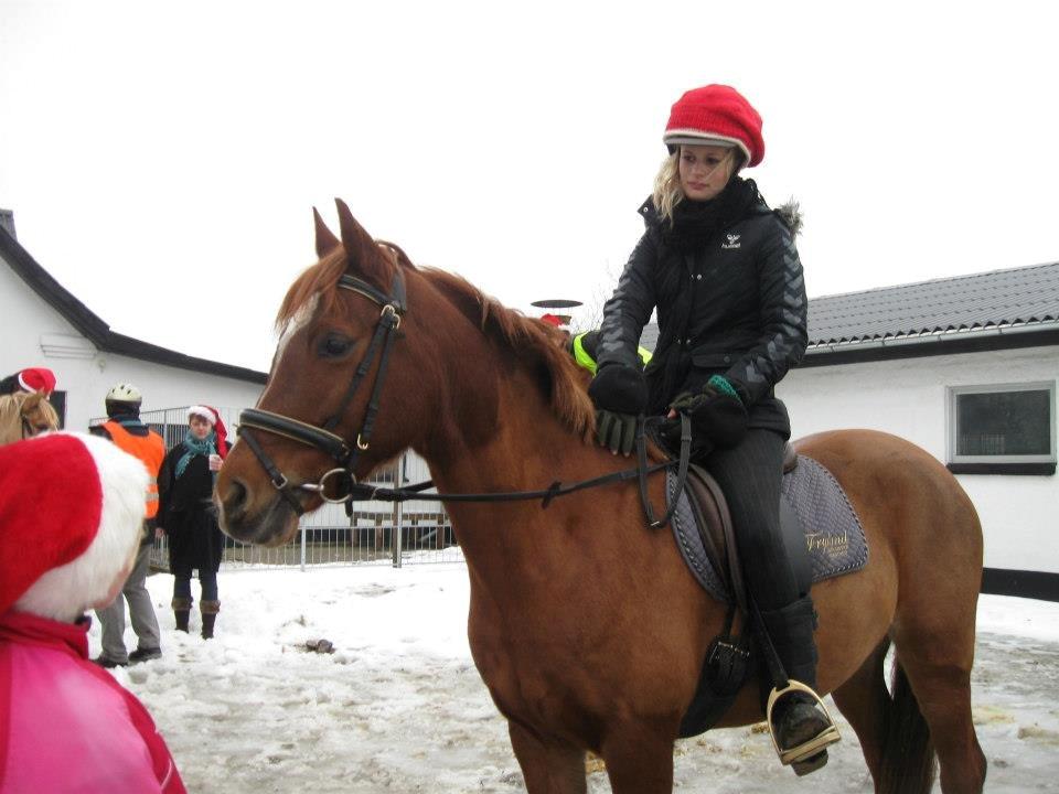 Anden særlig race Potter (Rideskole hest) - Gløggtur. billede 12