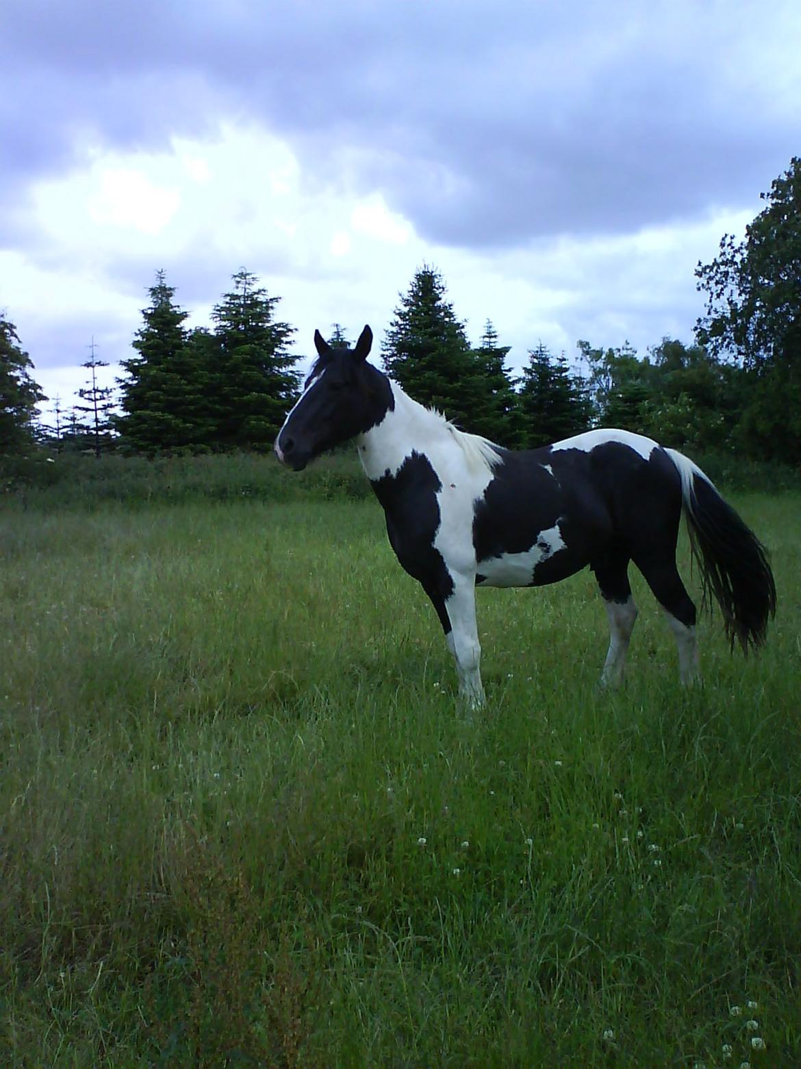 Irish Cob Crossbreed Deaklan [ Tidligere hest ] billede 7