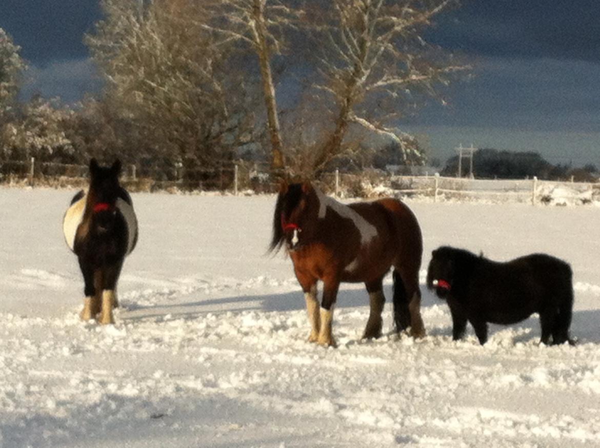 Irish Cob Crossbreed sunrise billede 9
