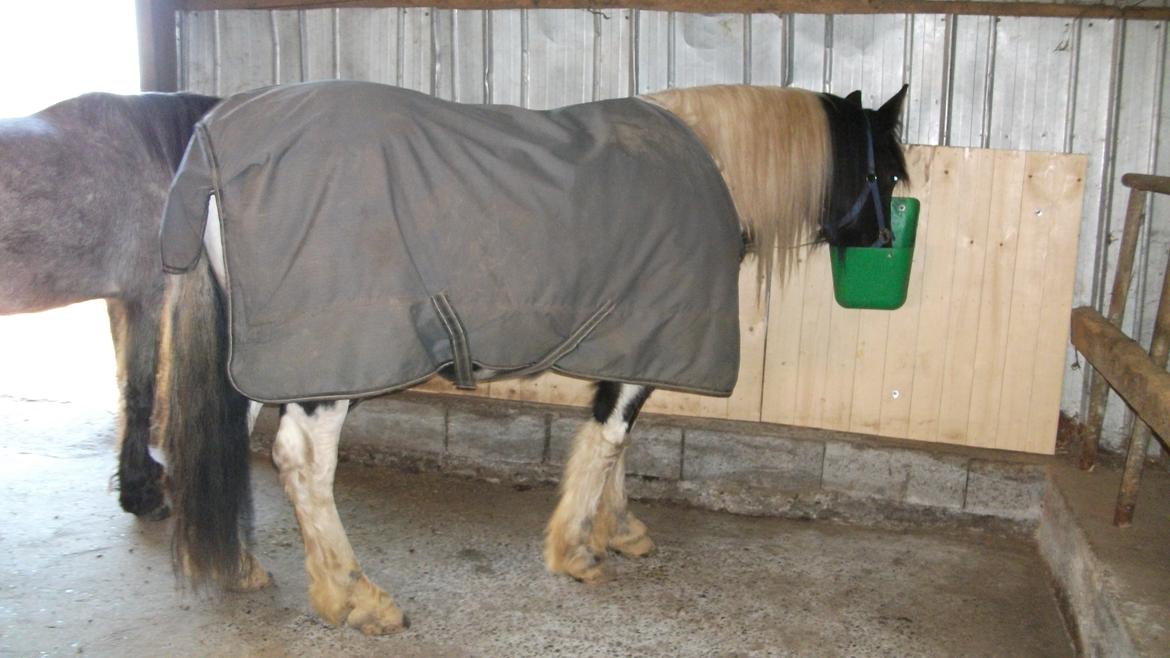 Irish Cob Crossbreed Deaklan [ Tidligere hest ] billede 8