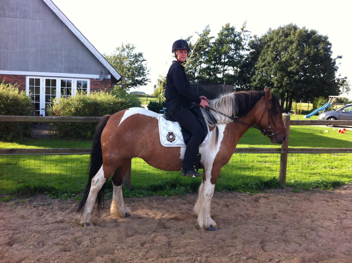 Irish Cob Crossbreed sunrise billede 10