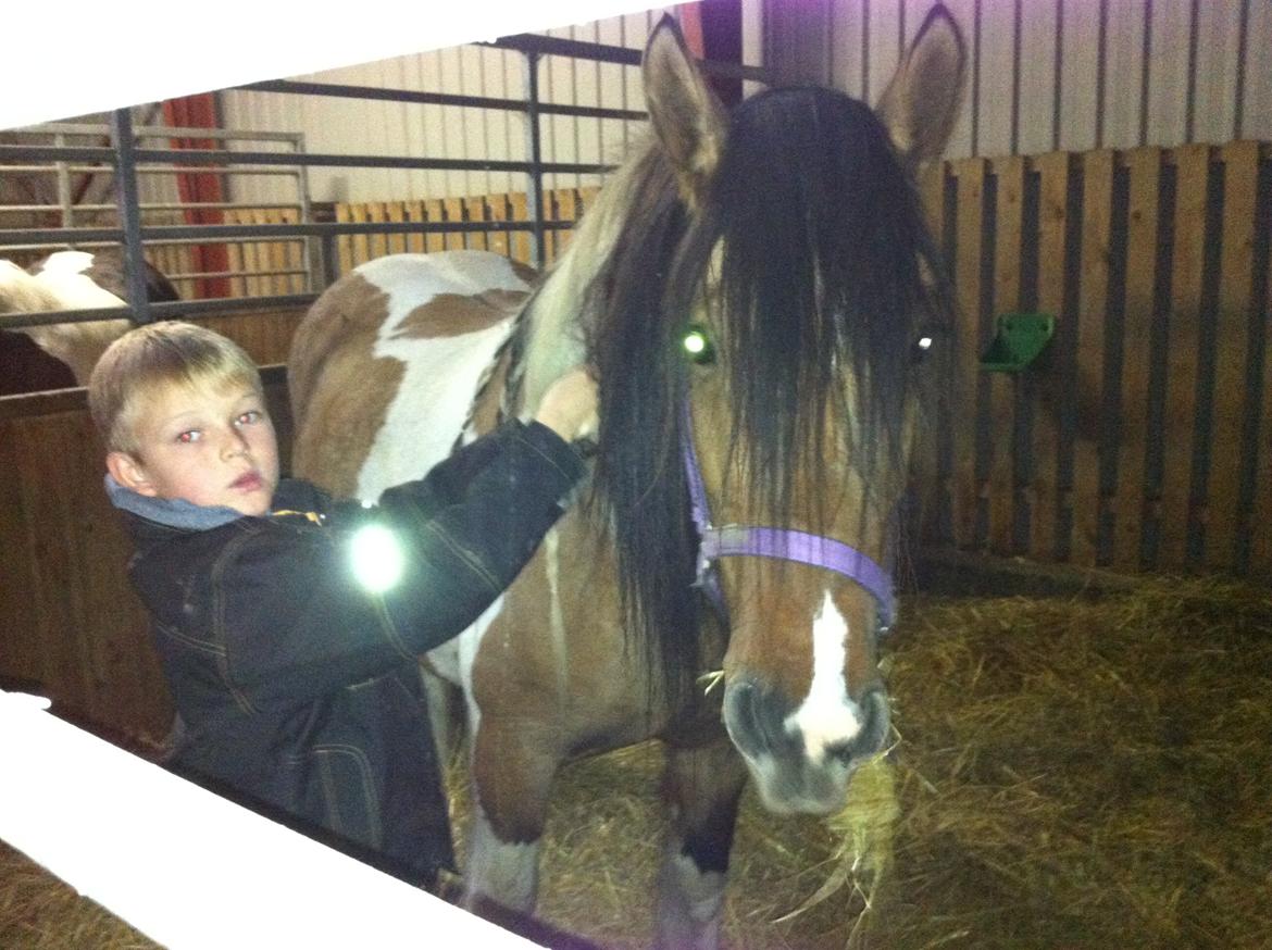 Irish Cob Crossbreed sunrise billede 11