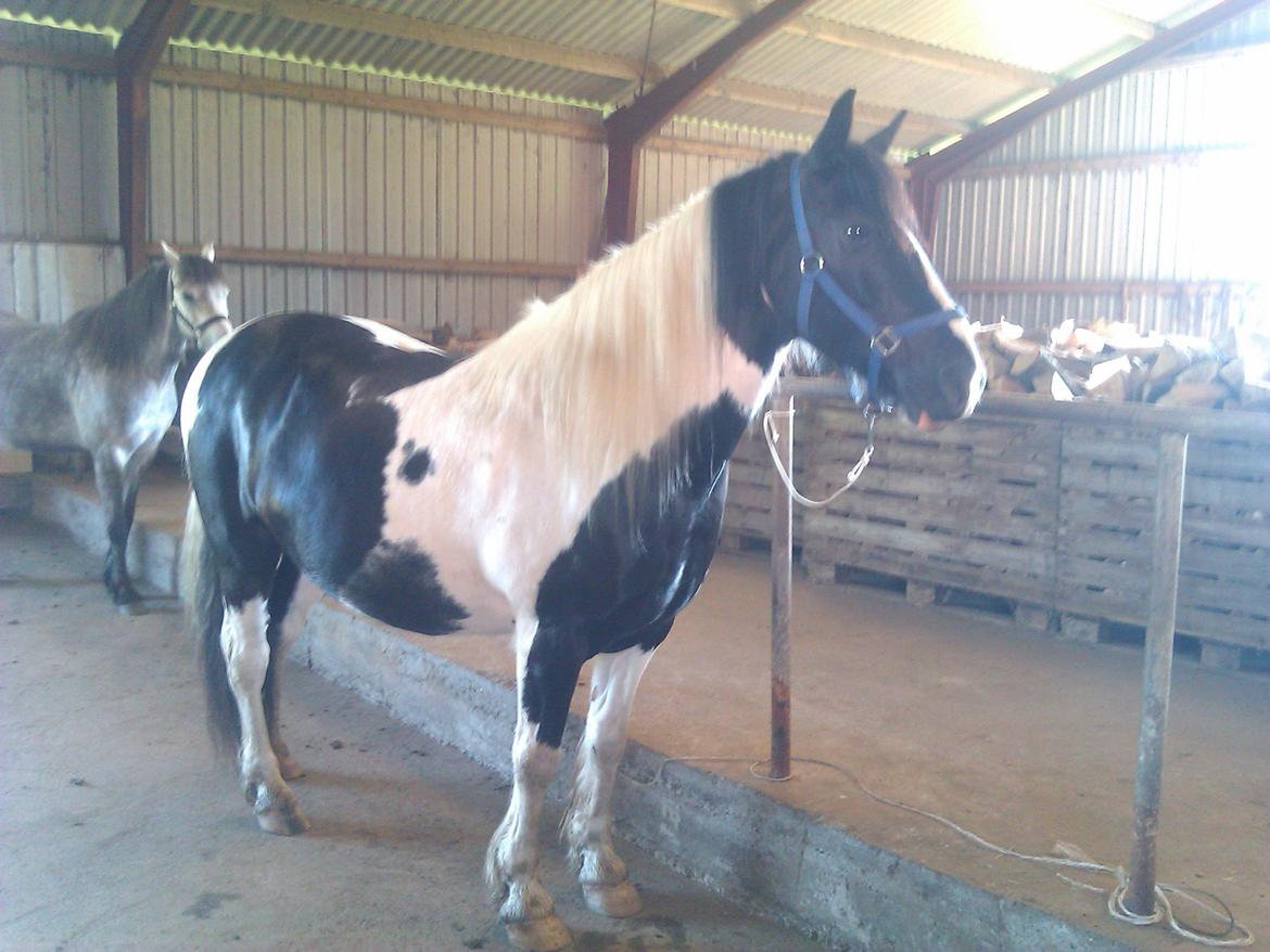 Irish Cob Crossbreed Deaklan [ Tidligere hest ] billede 9