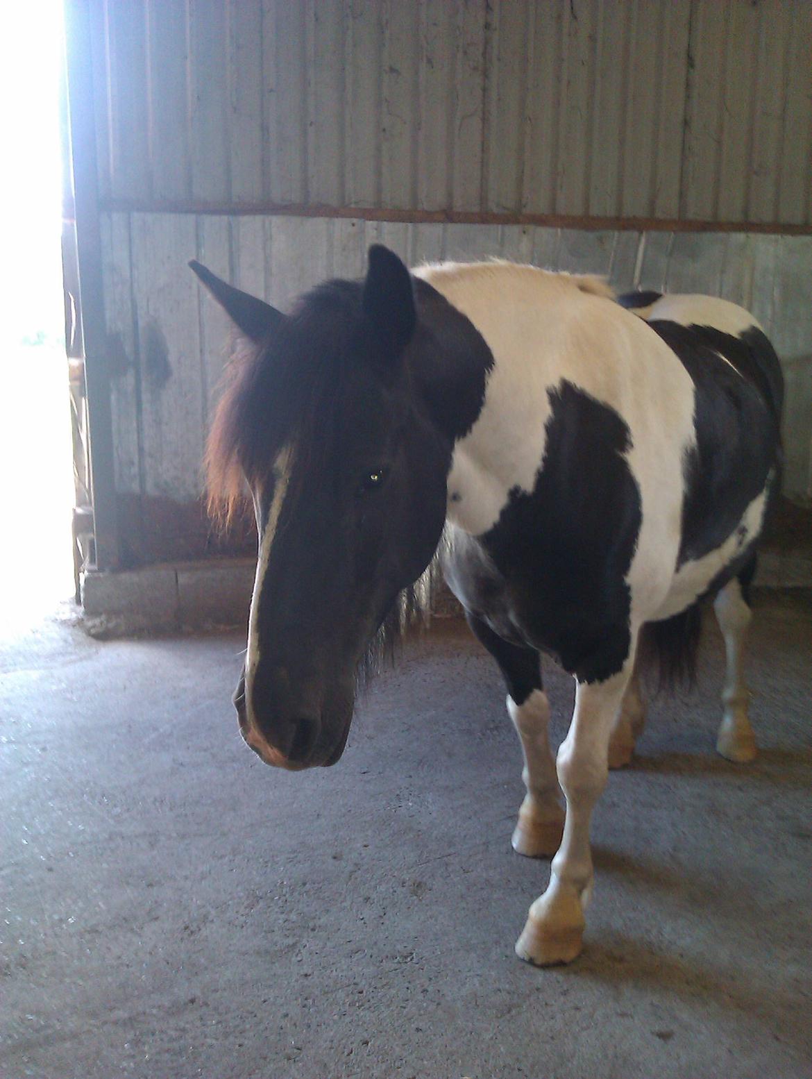 Irish Cob Crossbreed Deaklan [ Tidligere hest ] billede 10