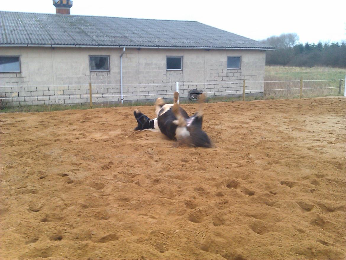 Irish Cob Crossbreed Deaklan [ Tidligere hest ] billede 11