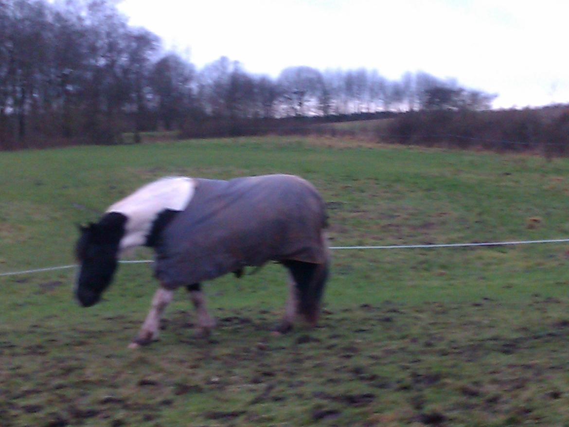 Irish Cob Crossbreed Deaklan [ Tidligere hest ] billede 12