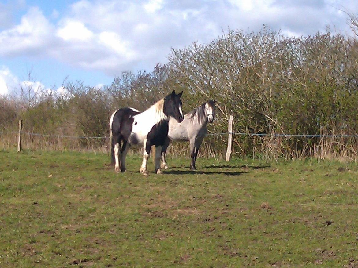 Irish Cob Crossbreed Deaklan [ Tidligere hest ] billede 13