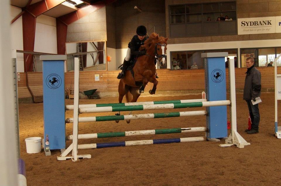 Tysk Sportspony Melonia N<3 billede 19