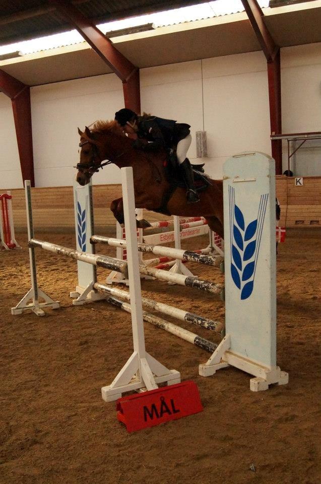 Tysk Sportspony Melonia N<3 billede 20