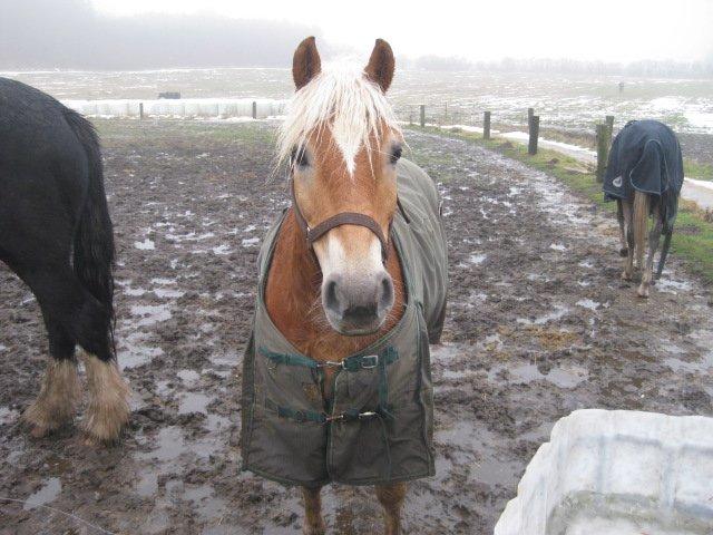 Anden særlig race Nemo Bit - nemo på folden/ december 2012 billede 3