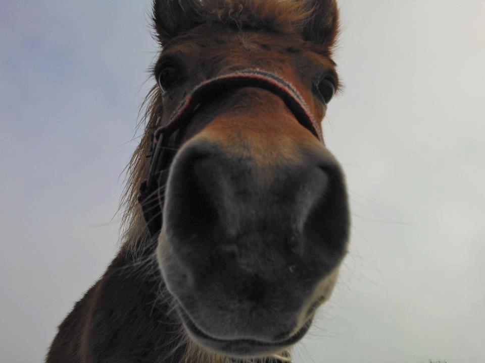 Shetlænder Funny Pony billede 5