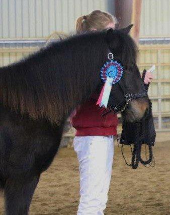 Fell pony Treasure Twist'N'Shout - Best i klasse, for 1 års vallaker billede 1