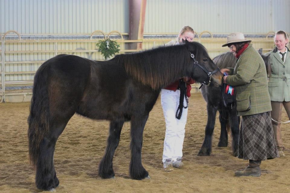 Fell pony Treasure Twist'N'Shout billede 17