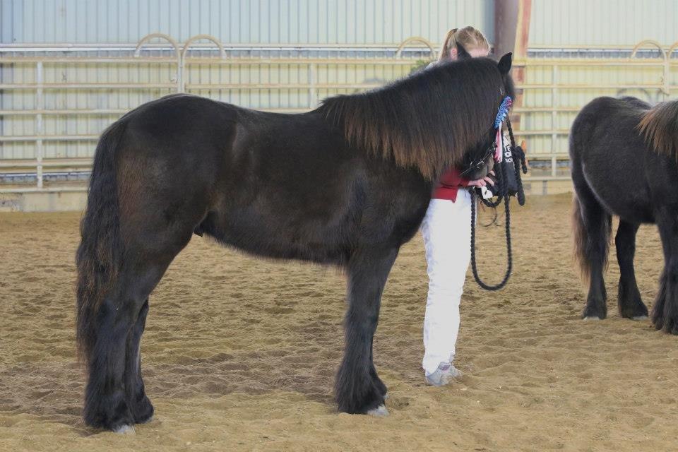 Fell pony Treasure Twist'N'Shout - Er der noget spiseligt i posen, moar?? billede 18