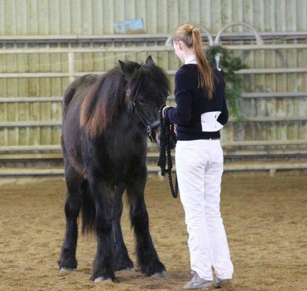 Fell pony Treasure Twist'N'Shout billede 19