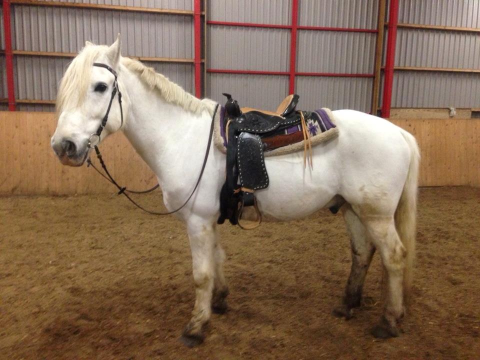 Connemara Columbus - Ja, man skal havde plads til lidt af hvert ;) Så her er Skumfidusen i western outfit :D billede 9