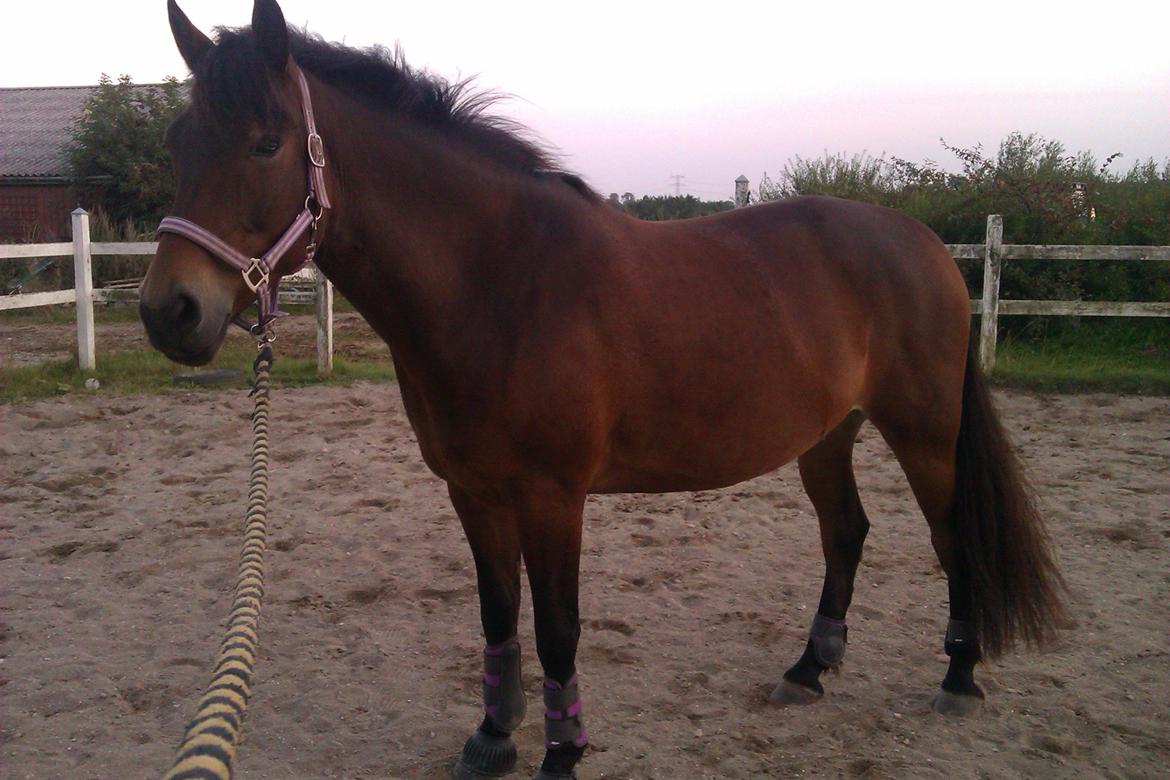 Anden særlig race Shirinja billede 14