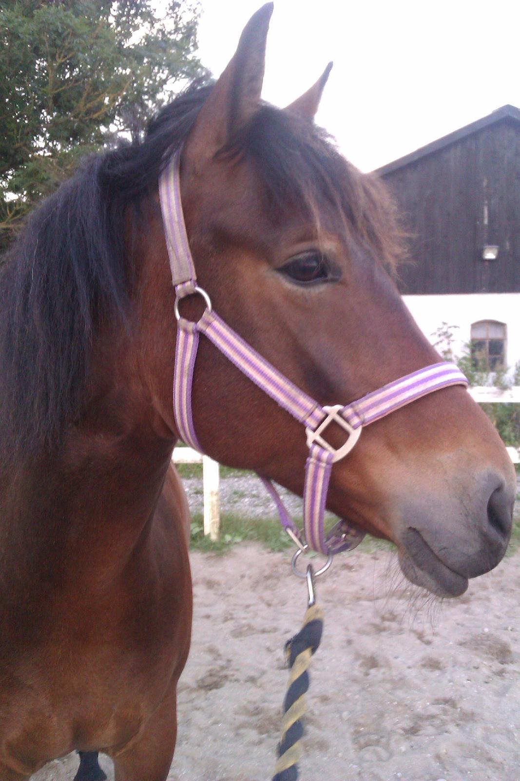 Anden særlig race Shirinja billede 15