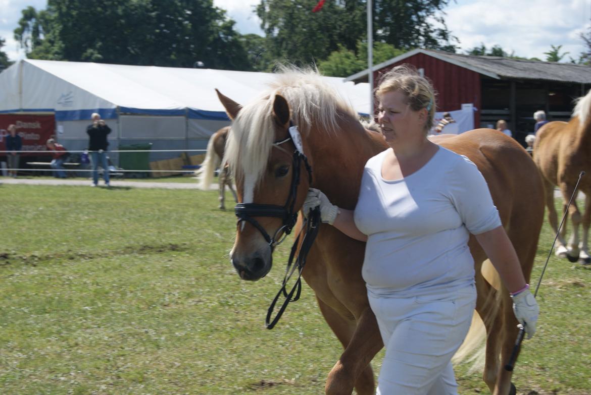 Haflinger Albert Hestvang billede 3