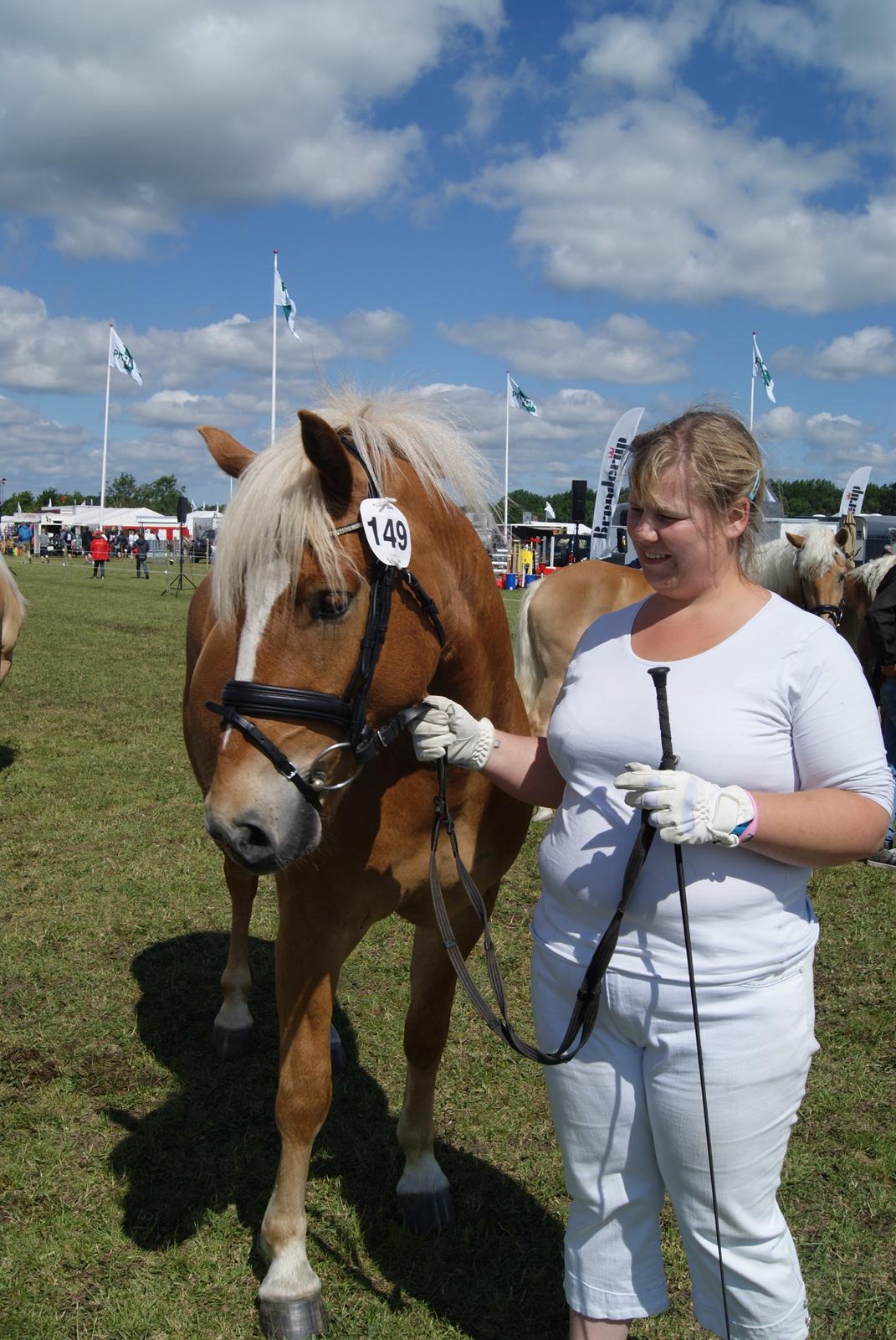 Haflinger Albert Hestvang billede 4