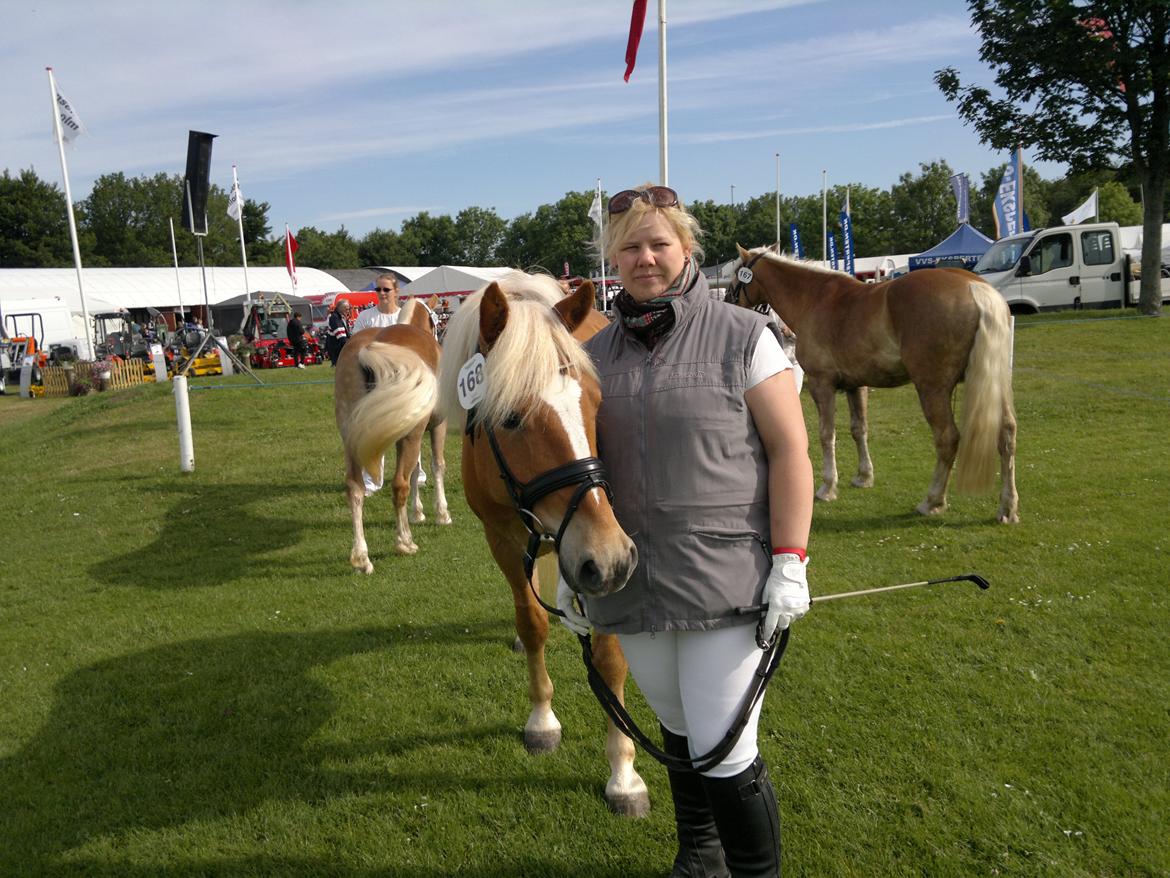 Haflinger Albert Hestvang billede 5