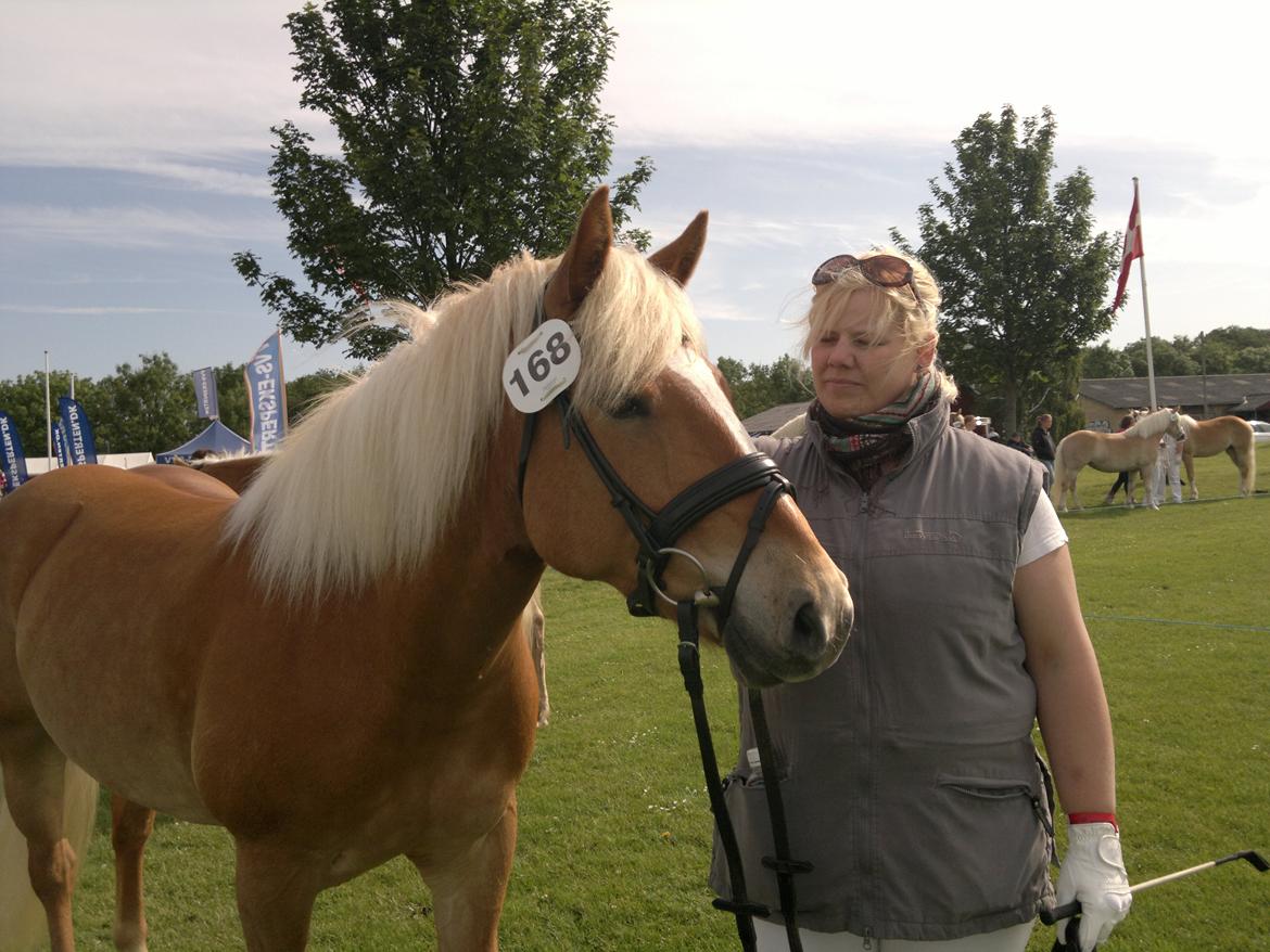 Haflinger Albert Hestvang billede 6