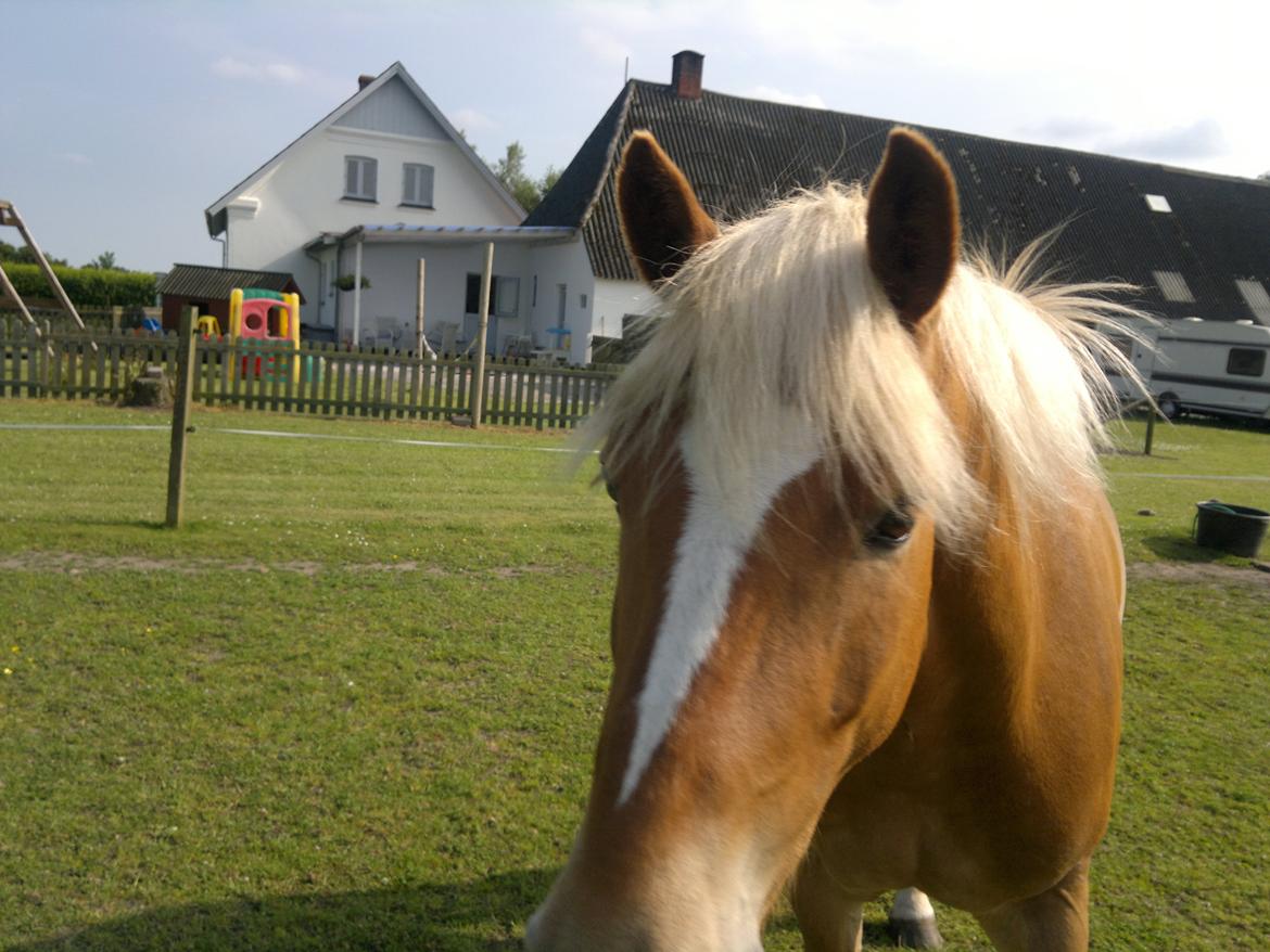 Haflinger Albert Hestvang billede 7