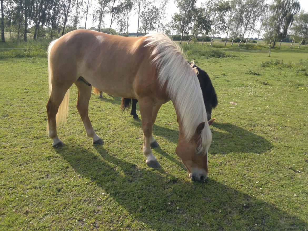 Haflinger Albert Hestvang billede 8