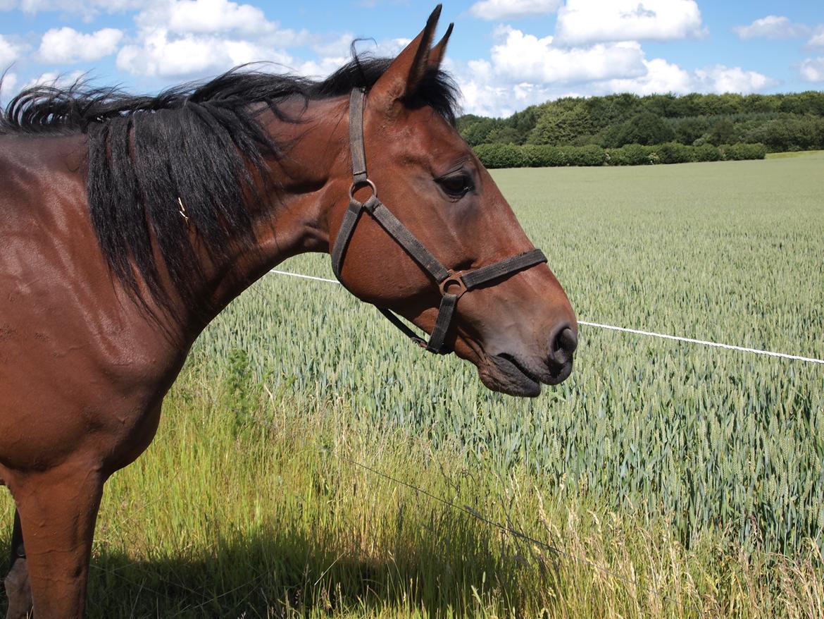 Traver Luke billede 1