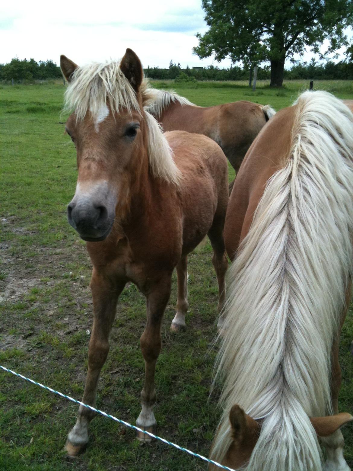 Haflinger Fenja - Første gang jeg så Fenja. Her er hun fire måneder <3 billede 11