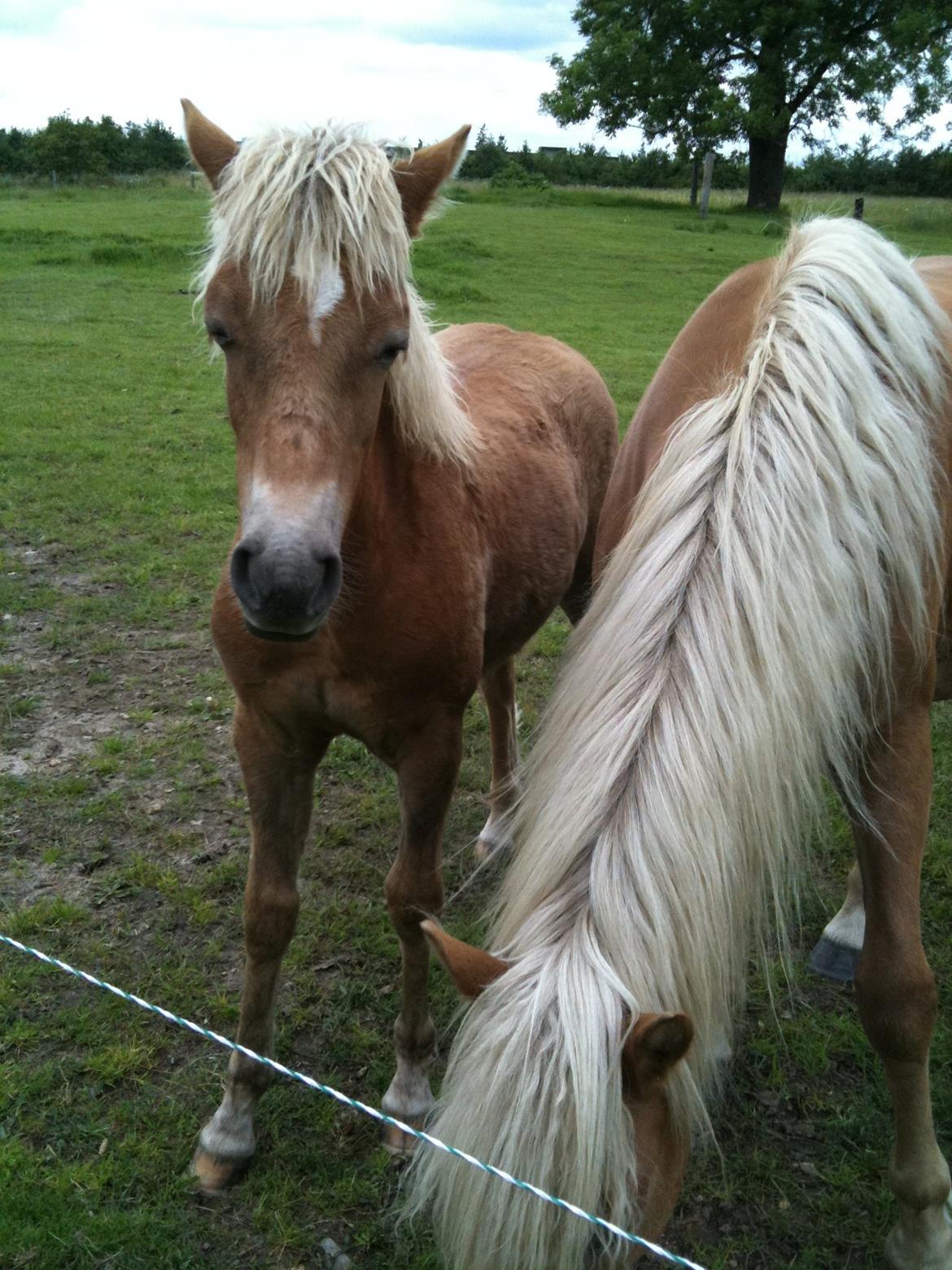 Haflinger Fenja - SÅ træt føllepige <3 billede 12