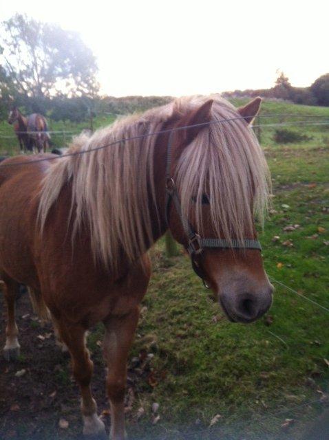 Haflinger Fenja billede 13