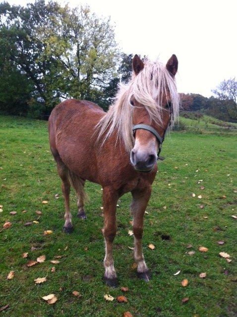 Haflinger Fenja billede 6