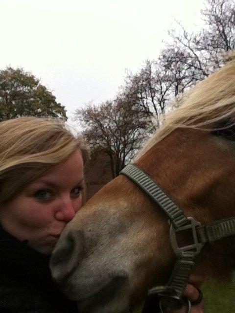 Haflinger Fenja billede 14