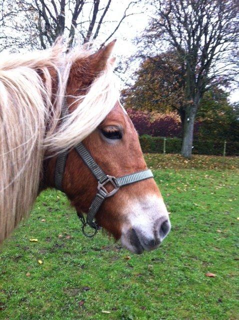 Haflinger Fenja billede 4
