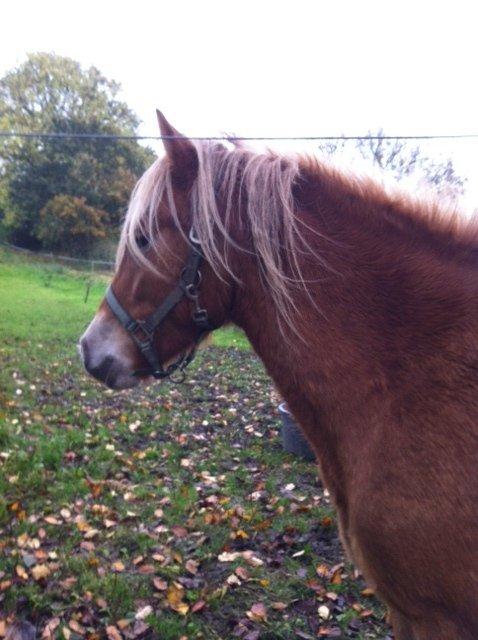 Haflinger Fenja billede 15
