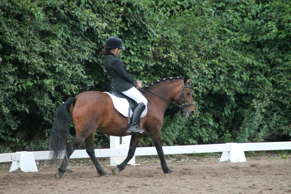 DSP Smedestedet's Kiwi.<3 Elsker dig stadig!<3 billede 17