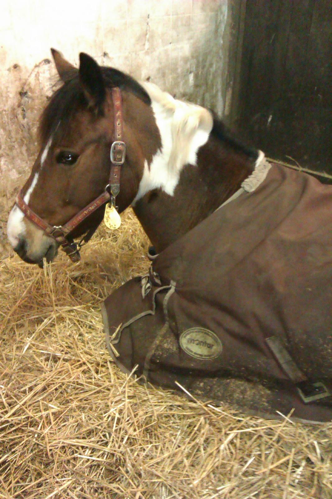 Anden særlig race Mille (Pensioneret) - Jalousi er ikke frygten for at dele, men angsten for at miste<3. billede 17