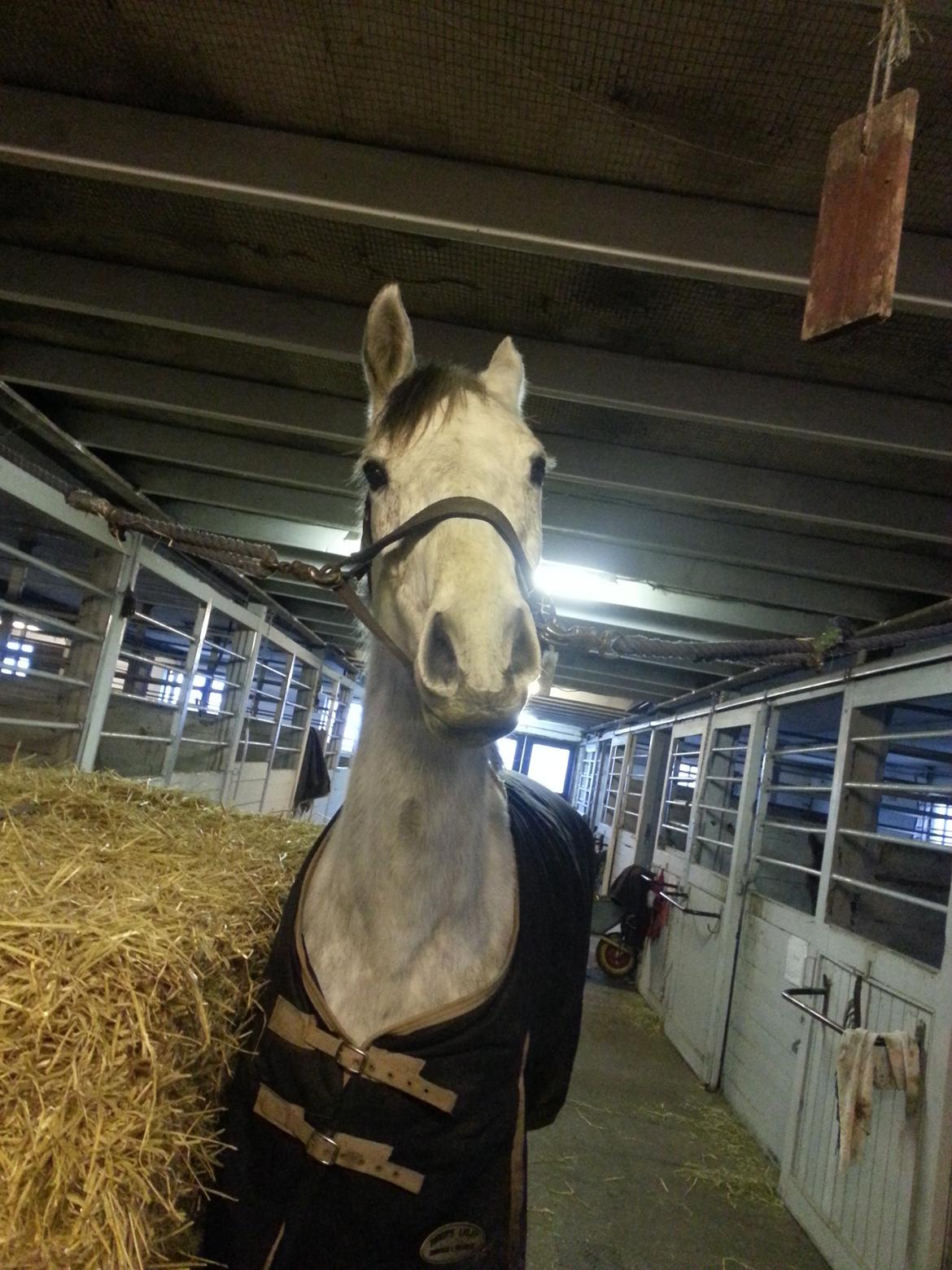 Dansk Varmblod Leto billede 2