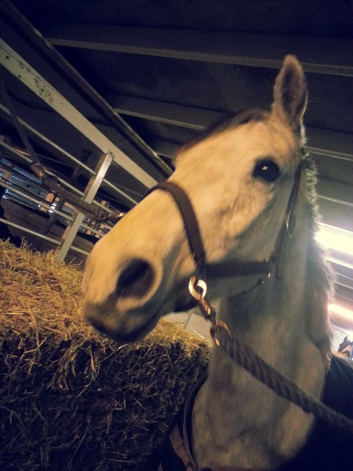 Dansk Varmblod Leto billede 3