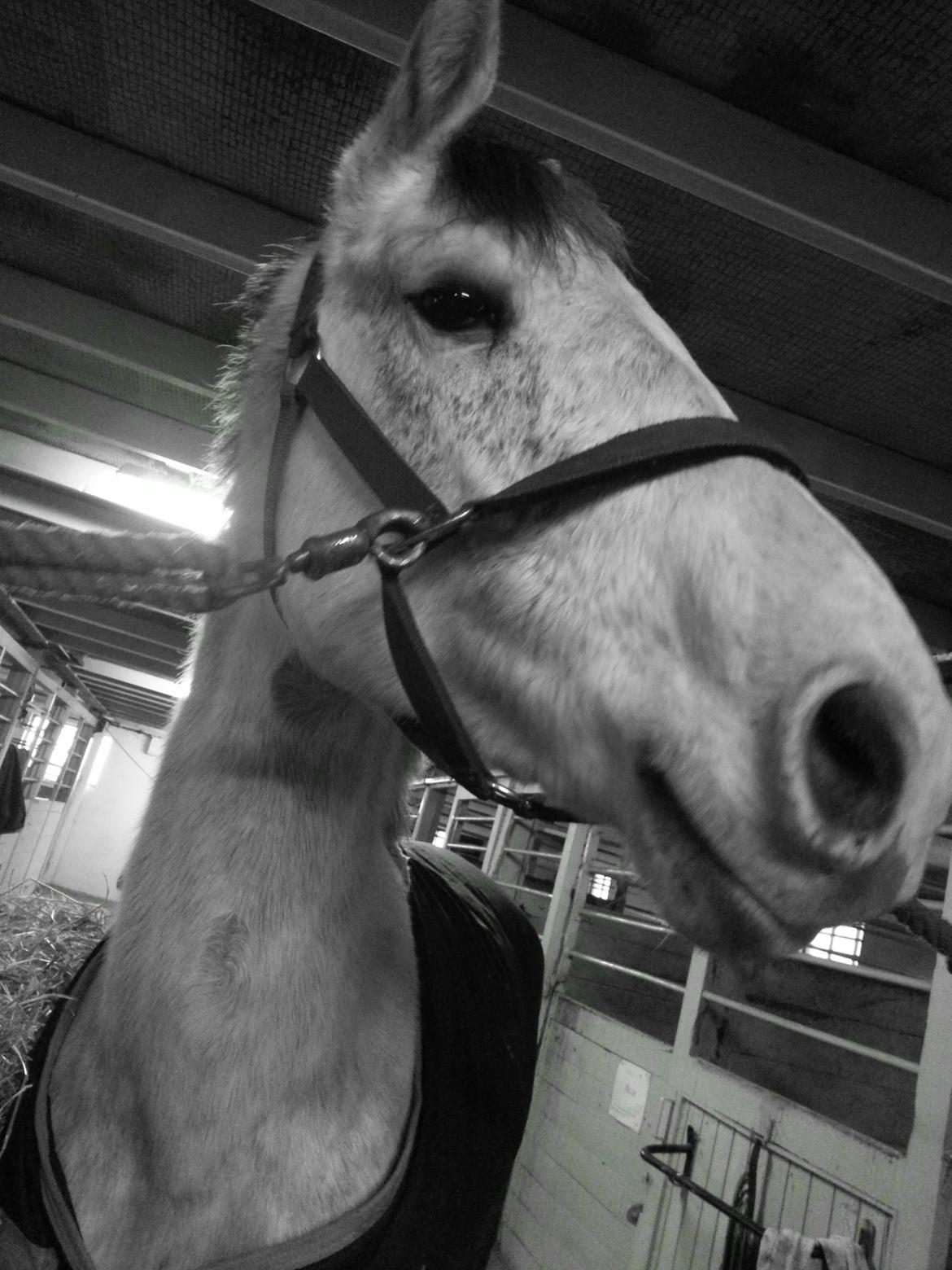 Dansk Varmblod Leto billede 4