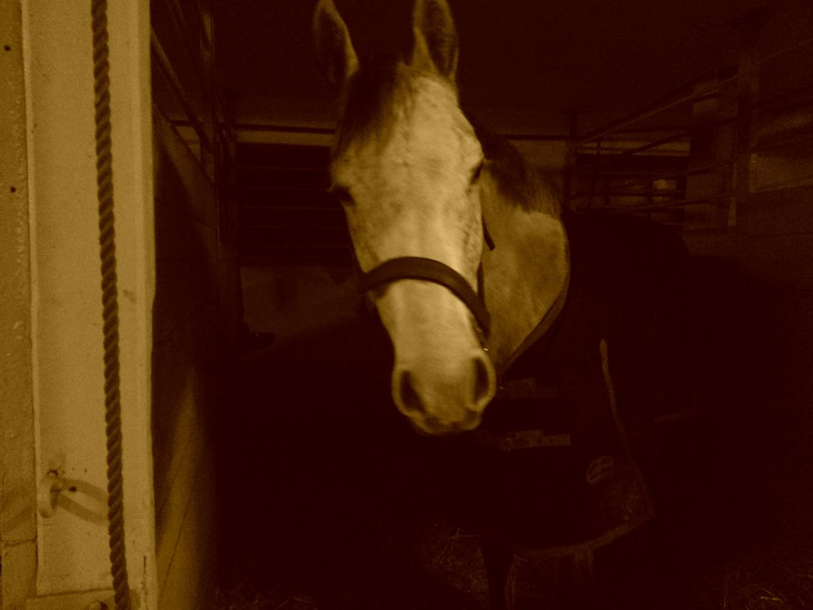 Dansk Varmblod Leto billede 5