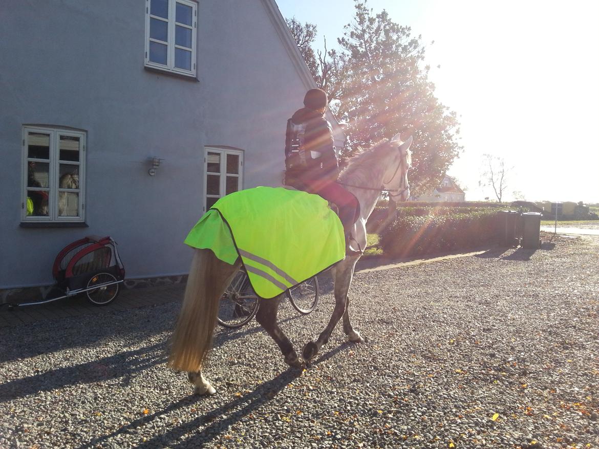 Dansk Varmblod Leto billede 6