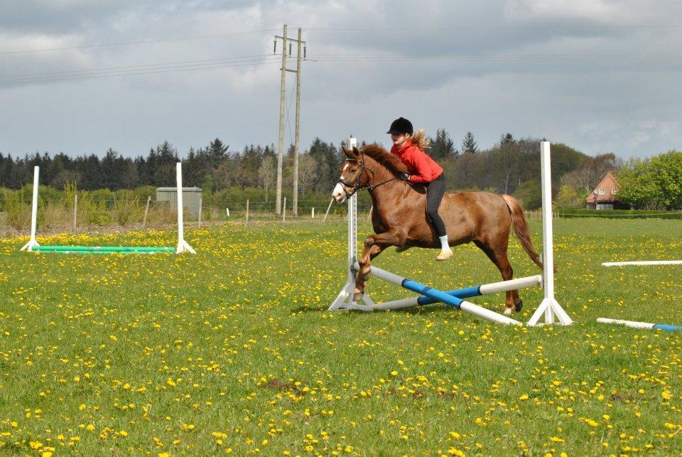 Welsh Pony (sec B) Avalon - Sidste spring <3 billede 20