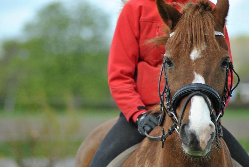 Welsh Pony (sec B) Avalon - min lille charmetrold <3 billede 2