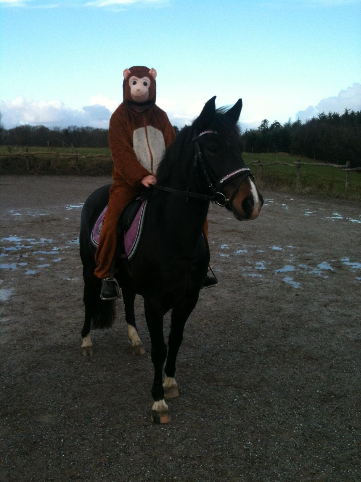 Hollandsk Sportspony Betje (Baby) - Vi måtte lige lade Baby vænne sig til at have en abe på ryggen nogle dage inden stævnet :-)
 billede 8